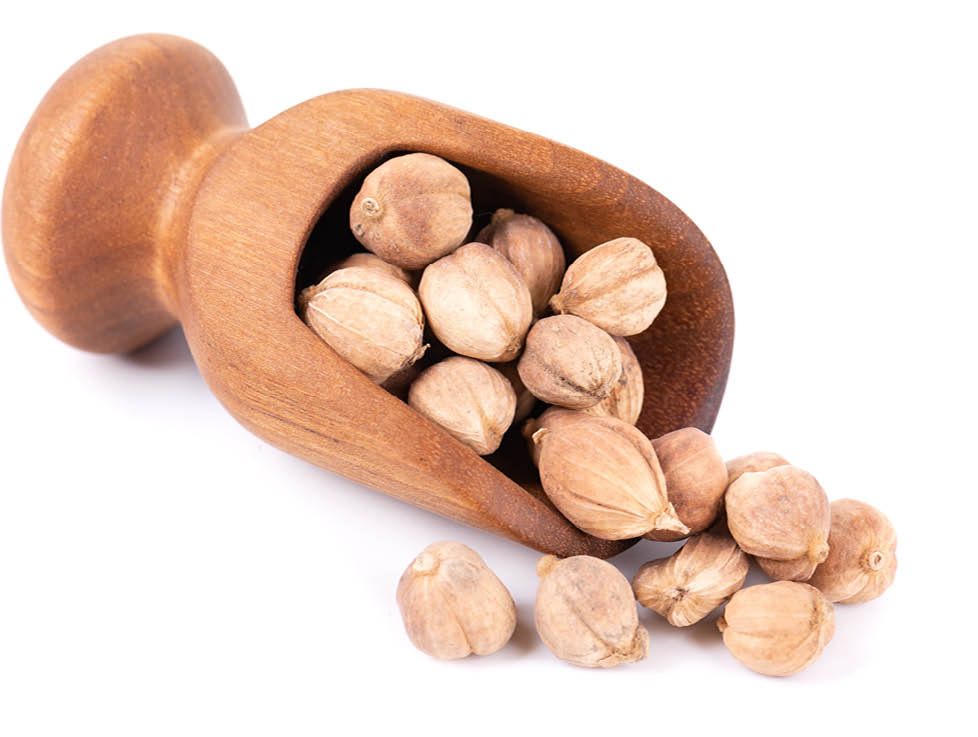 Heap of white cardamom pods in wooden scoop, isolated on white background  Kapulaga Jawa or Javanese cardamom  Amomum kepulaga  Clipping path 